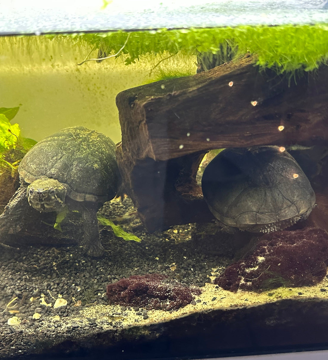 Moschusschildkröte (2) mit terrarium abzugeben.