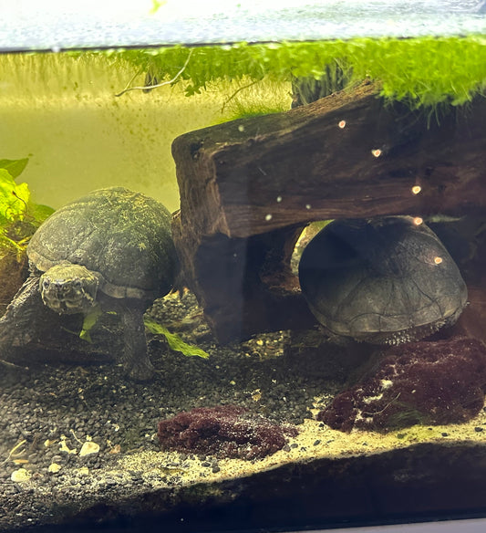 Moschusschildkröte (2) mit terrarium abzugeben.