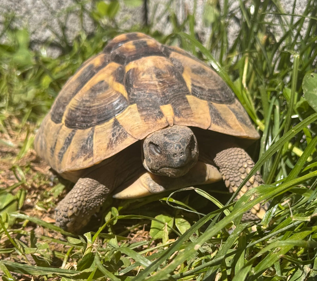 Griechische Landschildkröte (8 Jahre) sucht artgerechtes, neues Zuhause