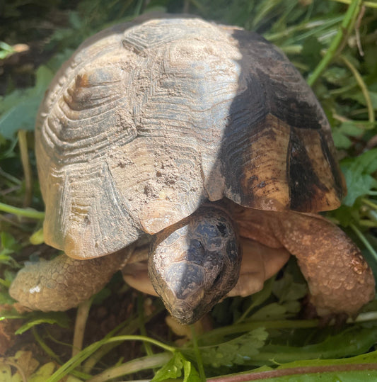 Breitrandschildkröte Coockie
