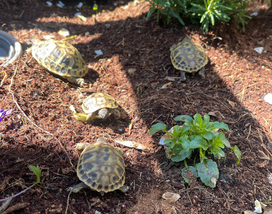 Griechische Landschildkröten aus 2025