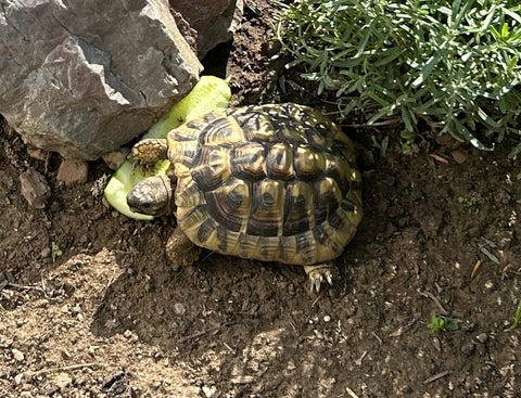 Griechische Landschildkröte NZ 2018 männlich zu Verkauf
