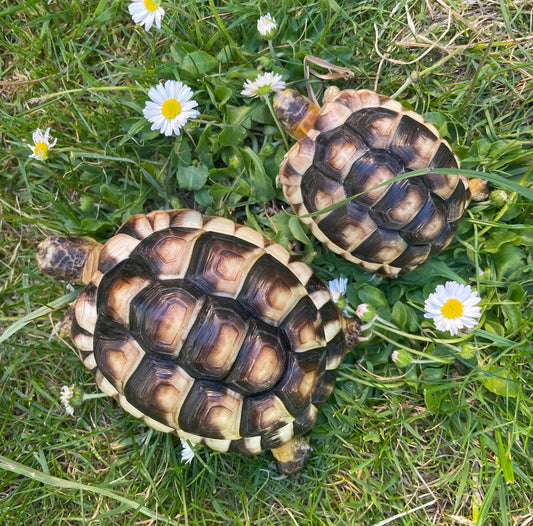 Griechische Landschildkröte NZ 2025 und 2024 zu verkaufen