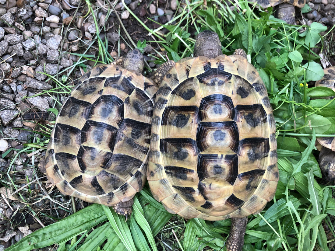 Griechische Landschildkröten NZ zu verkaufen