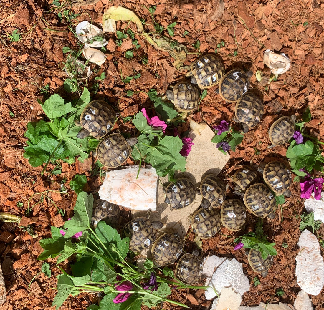 Griechische Landschildkröten individuell gezeichnet NZ 2024