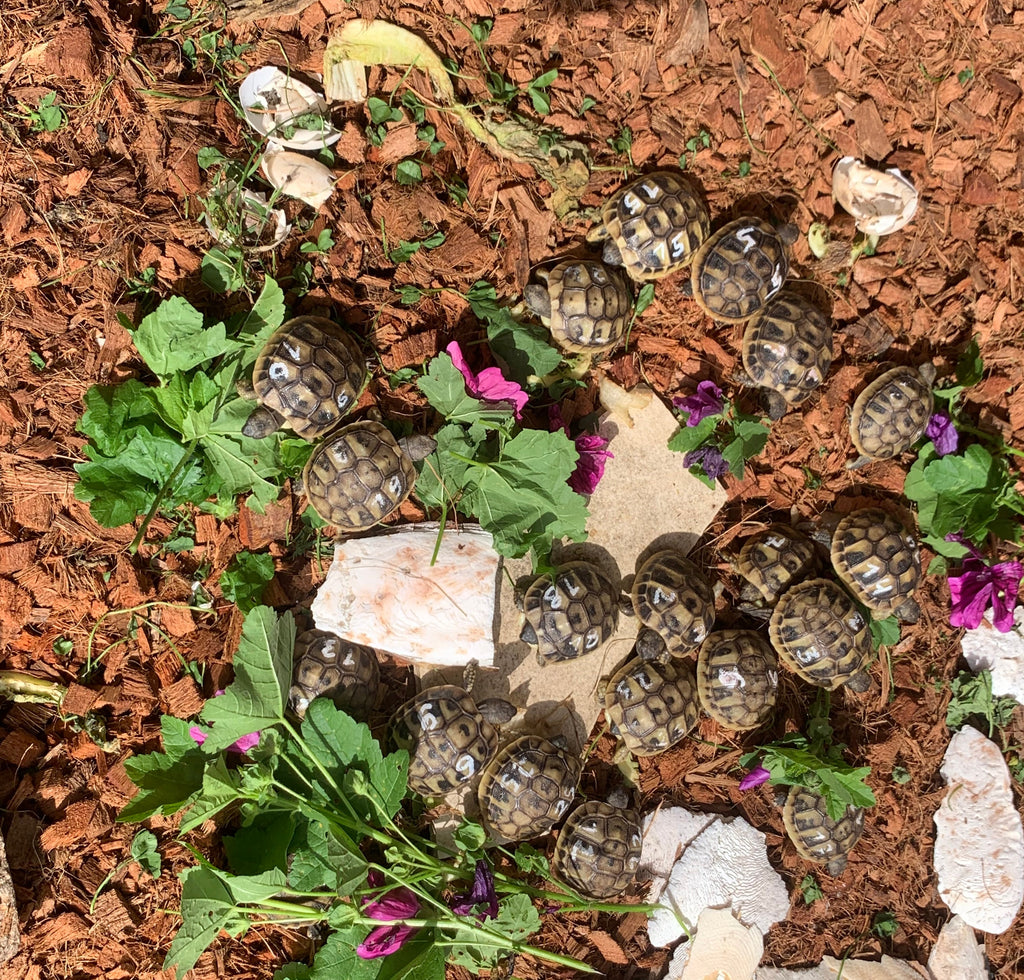Griechische Landschildkröten individuell gezeichnet NZ 2024