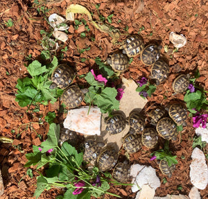 Griechische Landschildkröten individuell gezeichnet NZ 2024