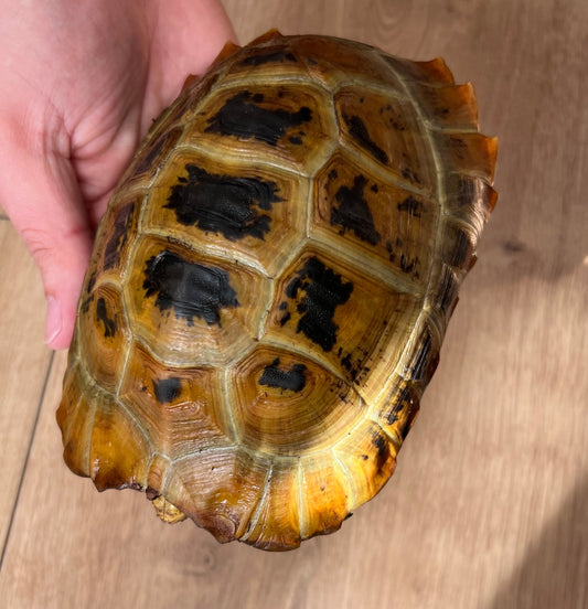 3 Indonesische Gelbkopfschildkröten NZ 2021 zu verkaufen