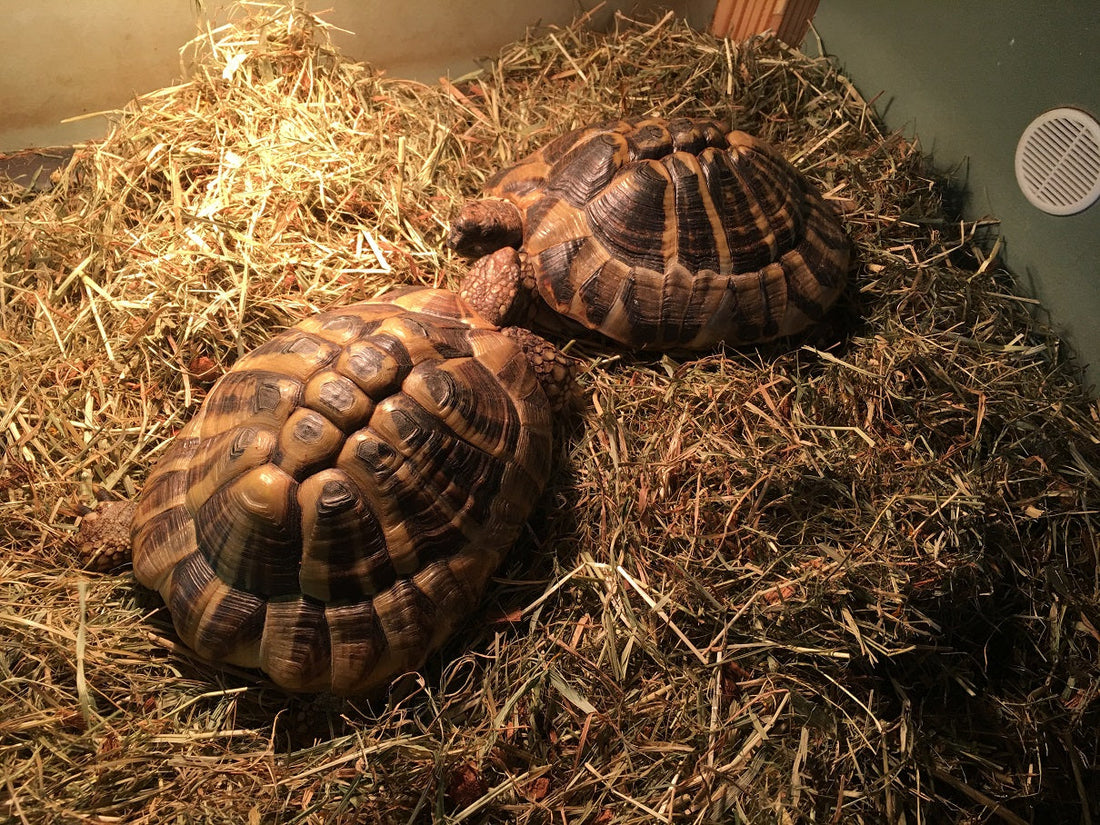 2 Griechische Landschildkröten suchen neues Zuhause