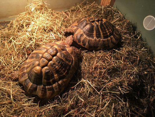 2 Griechische Landschildkröten suchen neues Zuhause