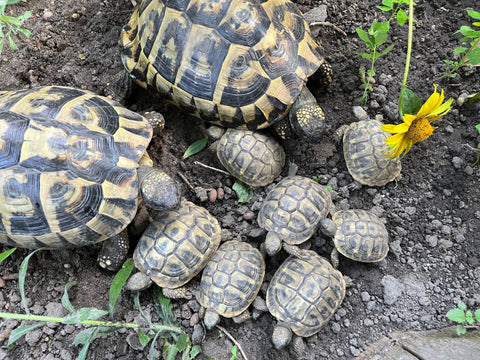 Griechische Landschildkröte