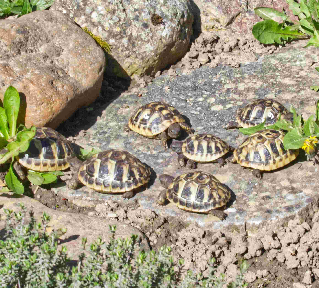 Griechische Landschildkröten aus eigener Zucht