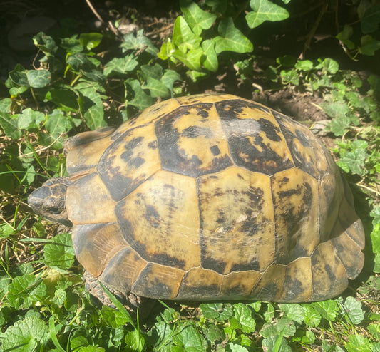 Männliche Maurische Landschildkröte zu verkaufen