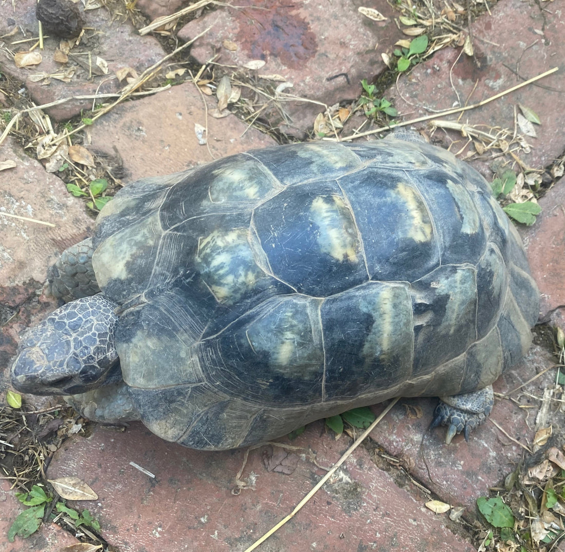 Männliche Breitrand Schildkröte zu verkaufen