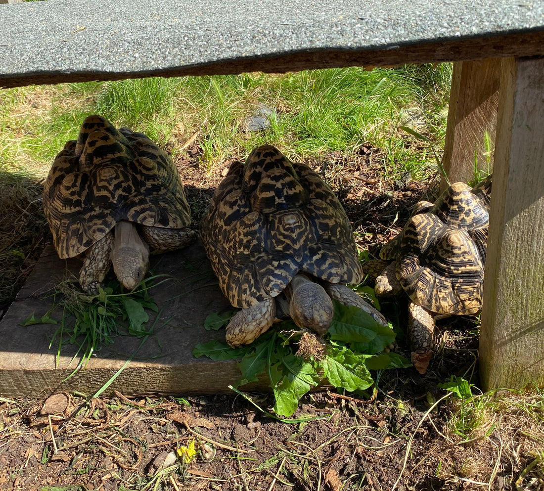 3 weibliche Pantherschildkröten NZ 2016 zu verkaufen