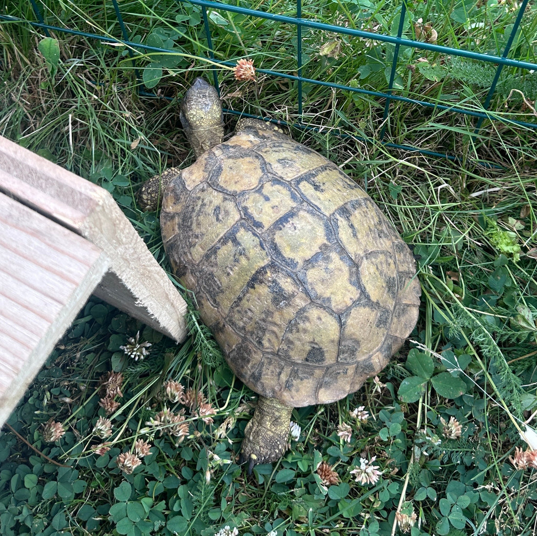 Schildkröte zugelaufen / abzugeben