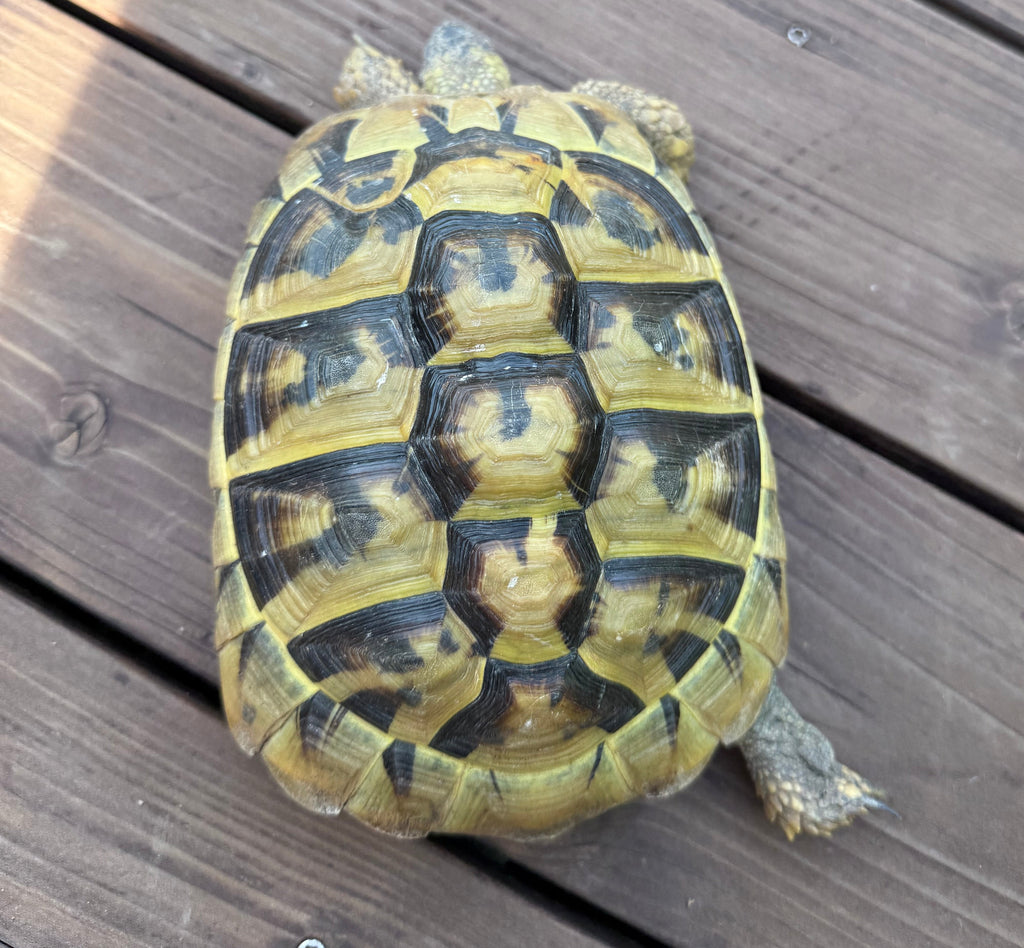 2 weibliche (2018) und 1 männliche (2017) Testudo hermanni abzugeben