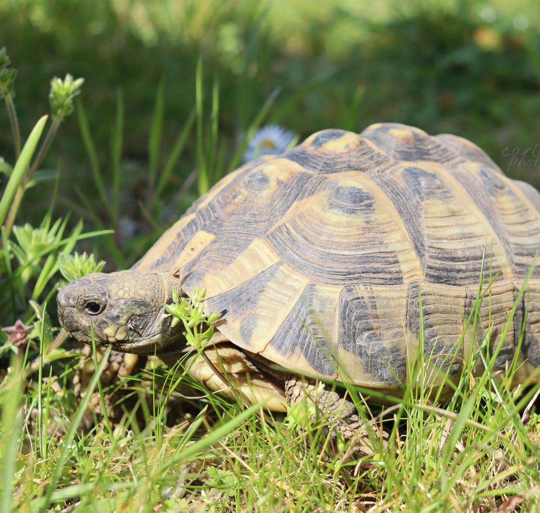Zehnjähriges Griechische Landschildkröten Weibchen