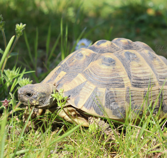 Zehnjähriges Griechische Landschildkröten Weibchen