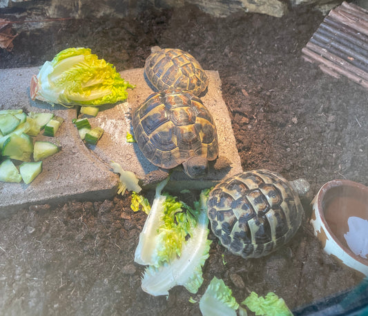 Griechische Landschildkröten
