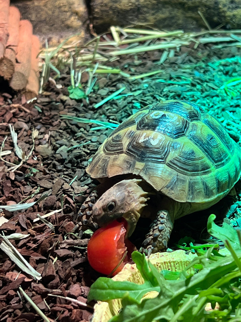 Kleine Maurische Landschildkröte zu verkaufen