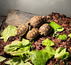 Maurische Landschildkröten