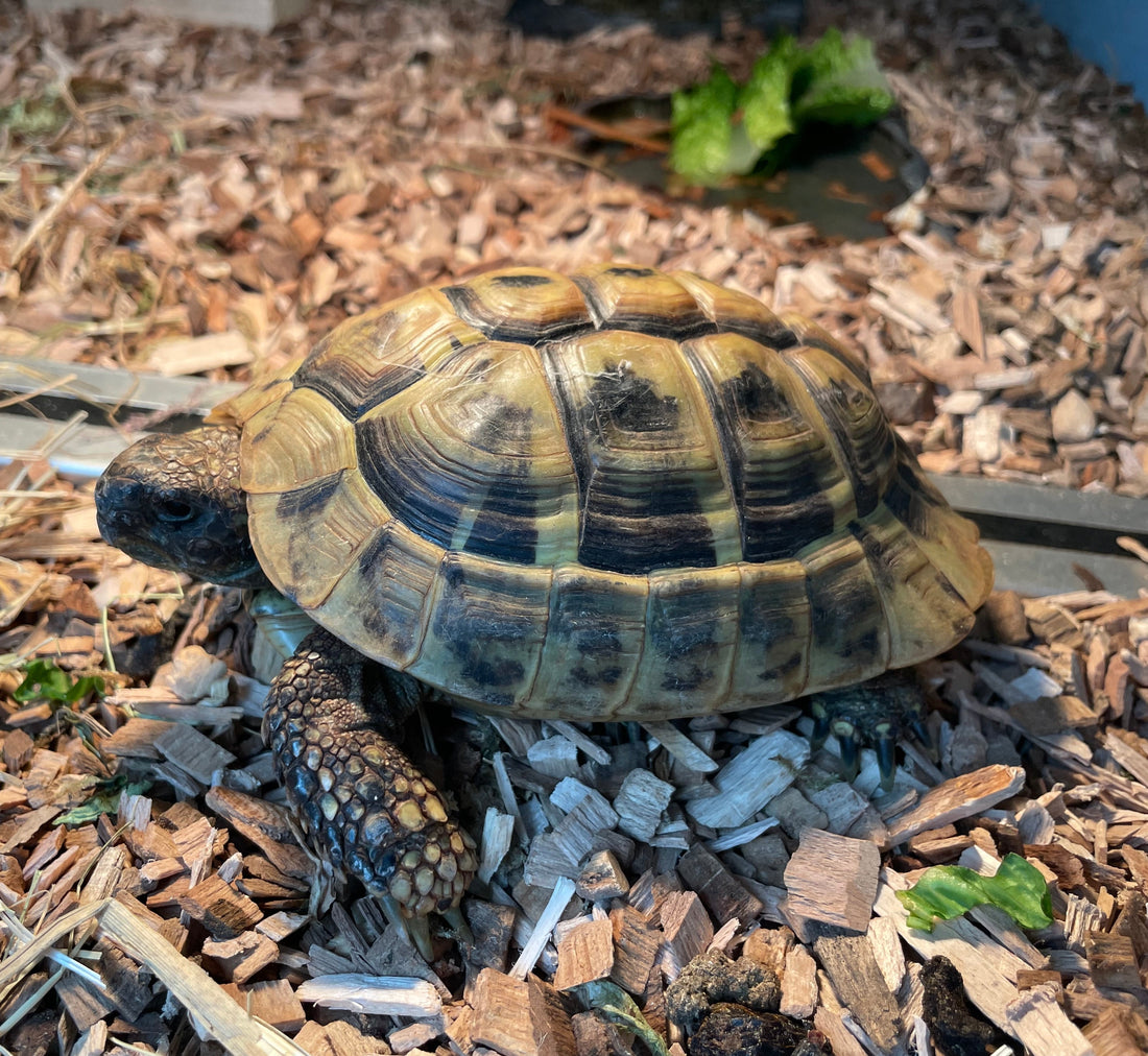 Griechische Landschildkröte