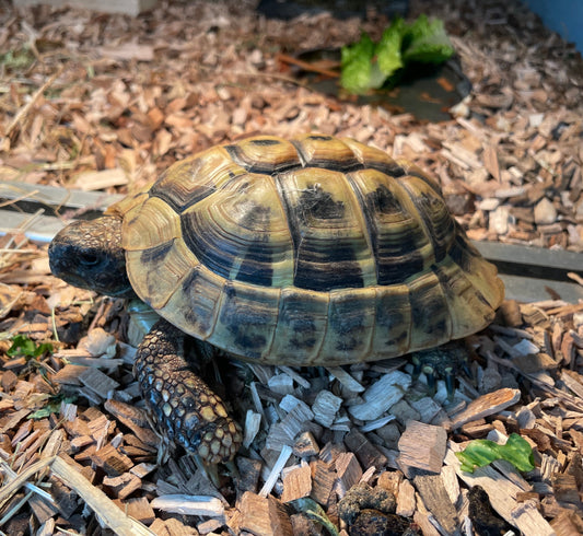 Griechische Landschildkröte