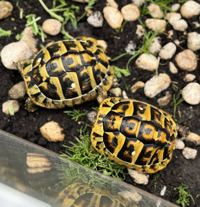 2 Griechische Landschildkröten