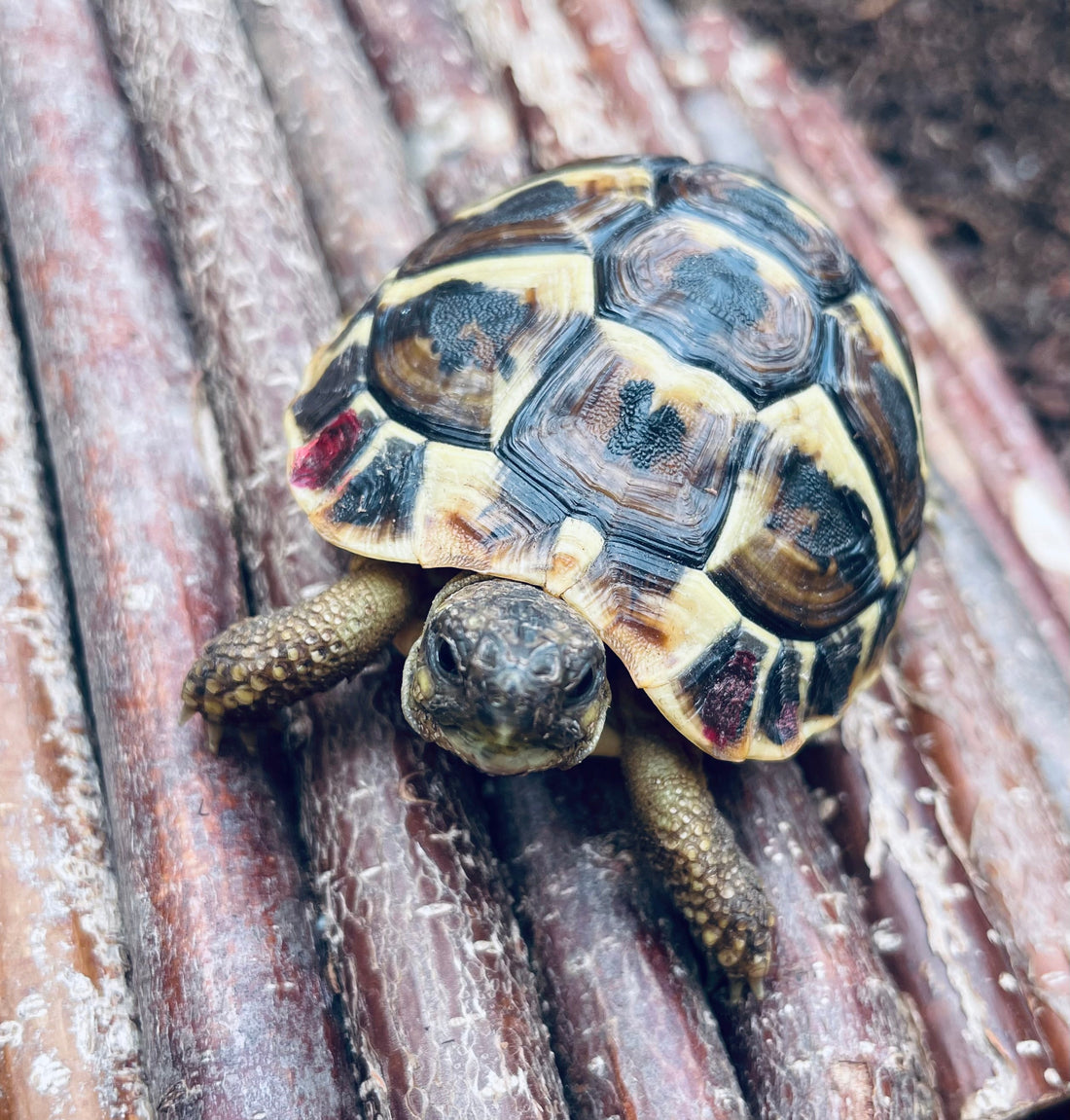 2 griechische Landschildkröten, Testudo hermanni, NZ 2021