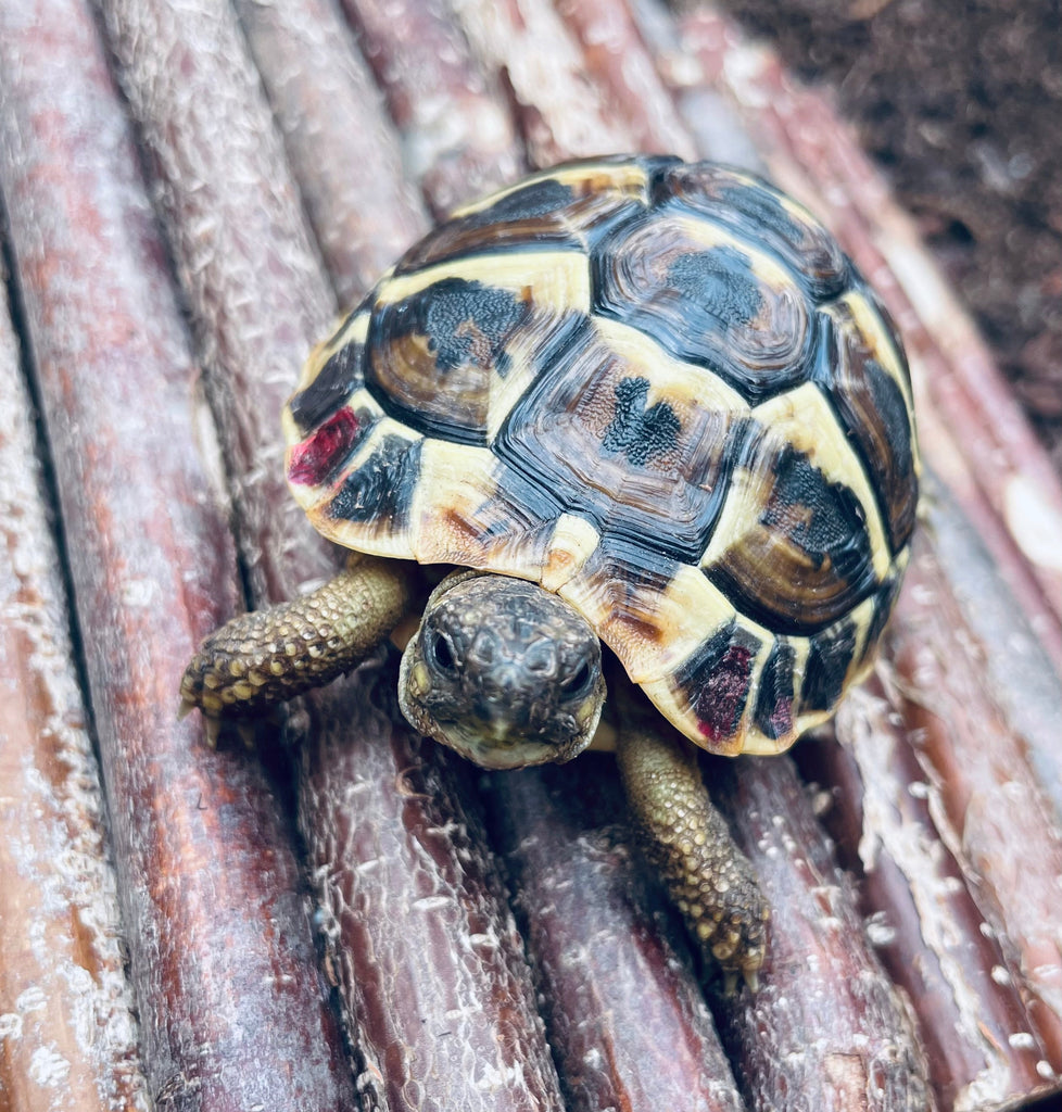 2 griechische Landschildkröten, Testudo hermanni, NZ 2021
