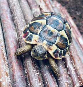 2 griechische Landschildkröten, Testudo hermanni, NZ 2021
