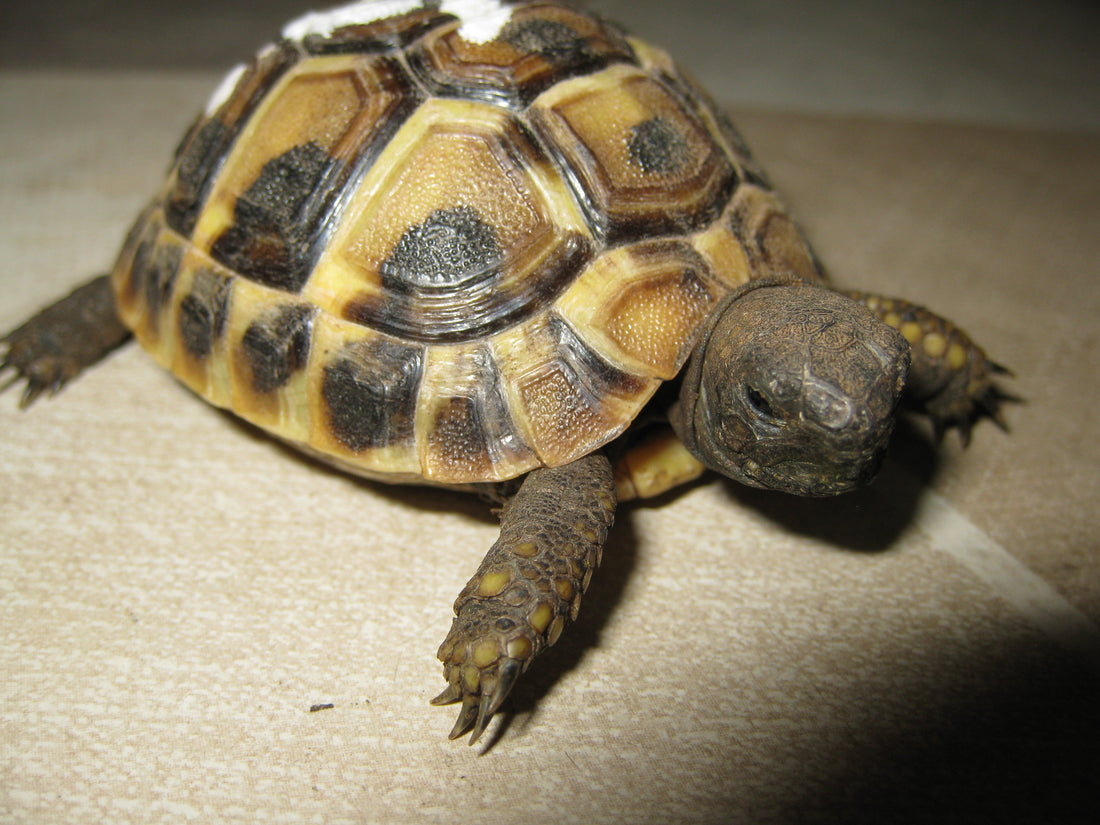 Griechische Landschildkröten NZ 2025 zu verkaufen
