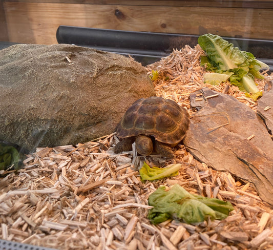 Russische Landschildkröten