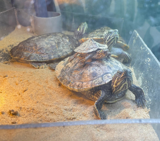 Schmuckschildkröten/Wasserschildkröten