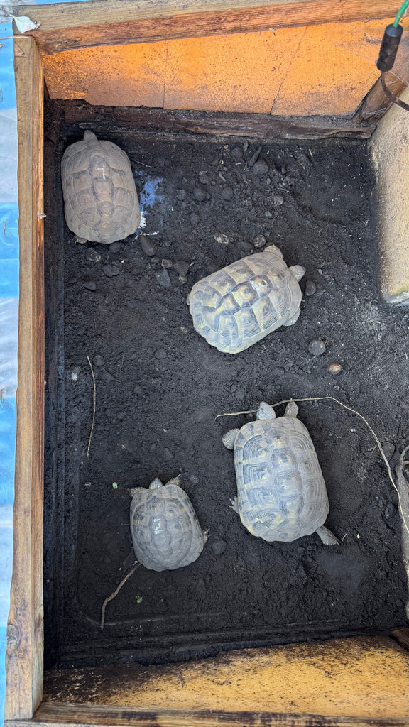 5 griechische Landschildkröten