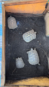 5 griechische Landschildkröten