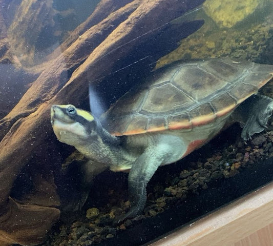2 Rotbauch Spitzkopfschildkröten