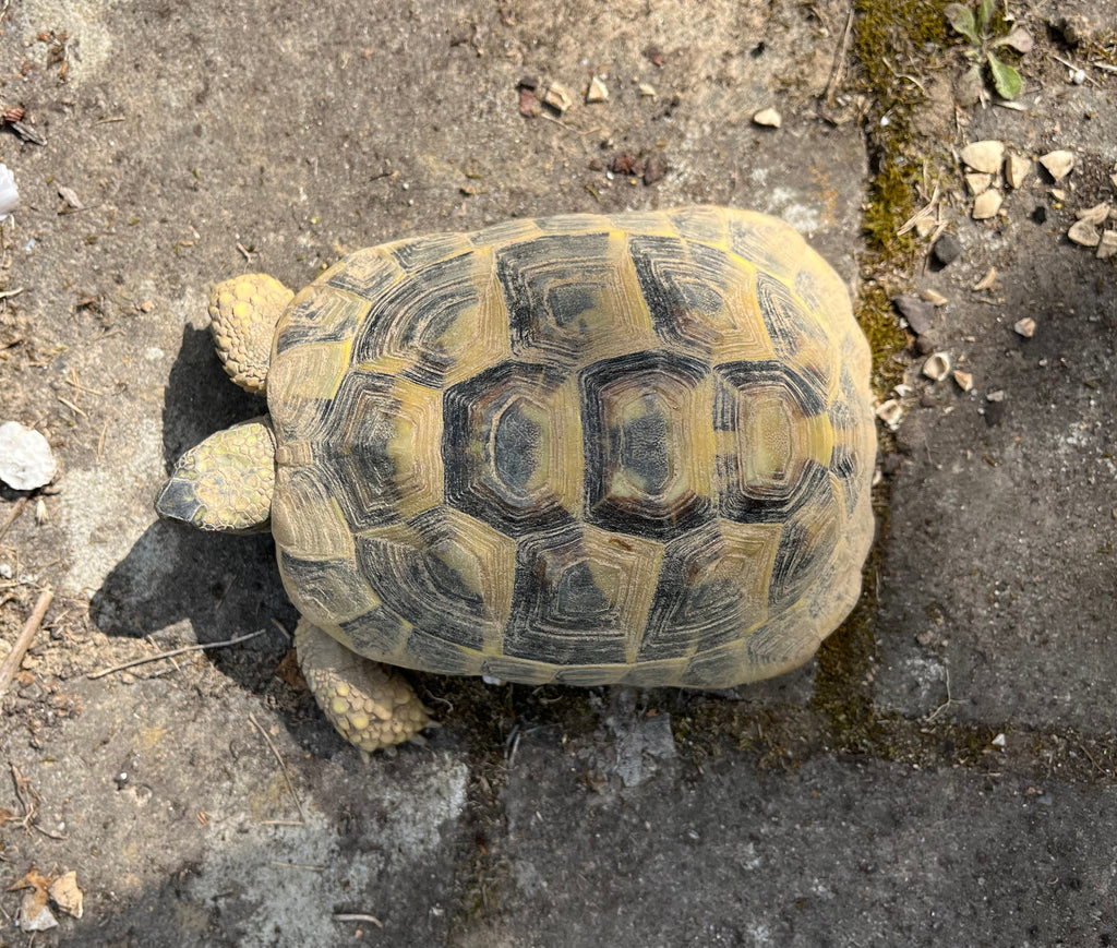 Griechische Landschildkröten 2019 zu verkaufen