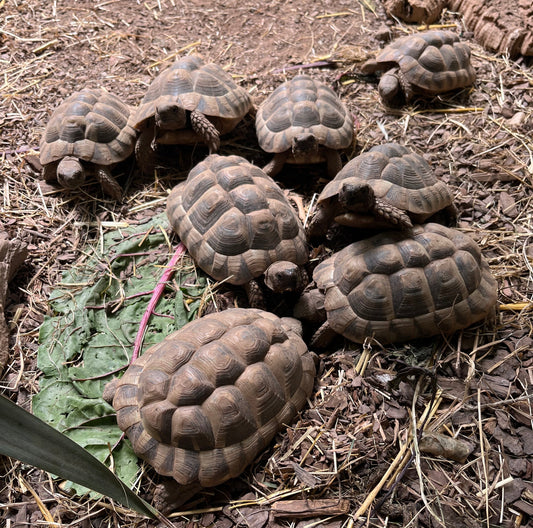 Griechische Landschildkröten