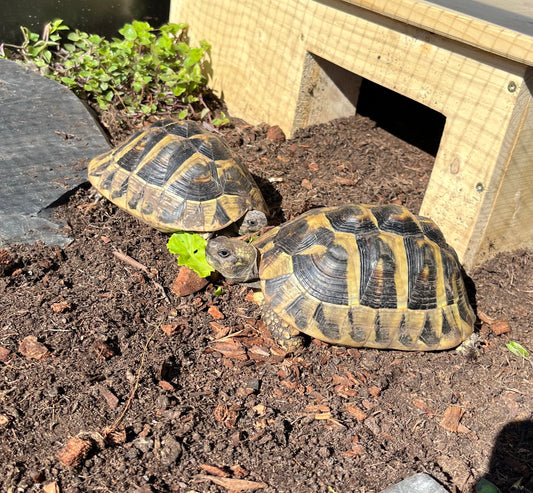2 Griechische Landschildkröten (Testudo hermanni) – nur gemeinsam in liebevolle Freilandhaltung abzugeben