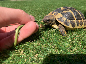 4 Griechische Landschildkröten zu verkaufen