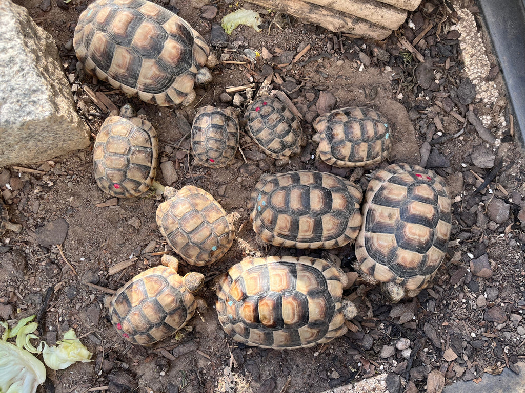 Landschildkröten Breitrand Schildkröte