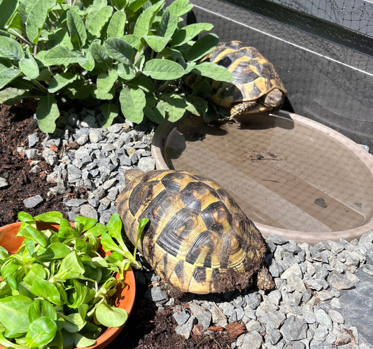 2 Griechische Landschildkröten (Testudo hermanni) – nur gemeinsam in liebevolle Freilandhaltung abzugeben