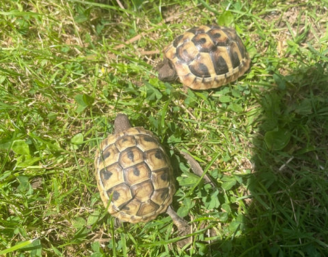 Zwei 1 Jährige griechische Landschildkröten zu verkaufen
