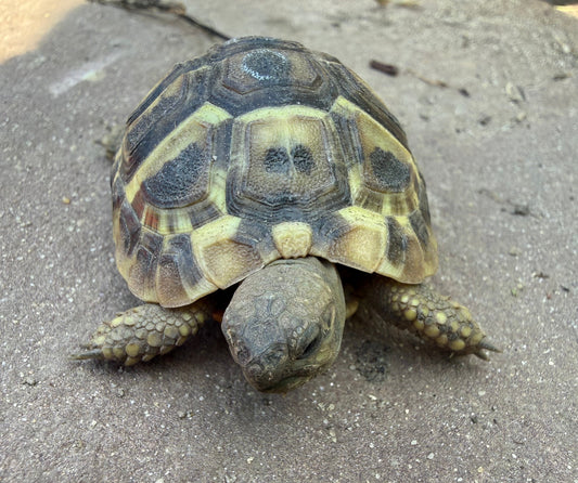 Dalmatinische Landschildkröten (Testudo hermanni hercegovinensis) aus liebevoller Hobbyzucht