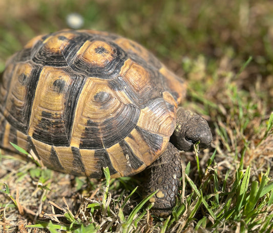 Griechische Landschildkröte(Weiblich) aus 2009
