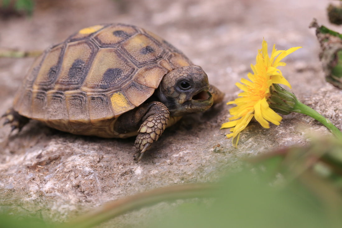 Wunderschöne Griechische Landschildkröten NZ 2023/24