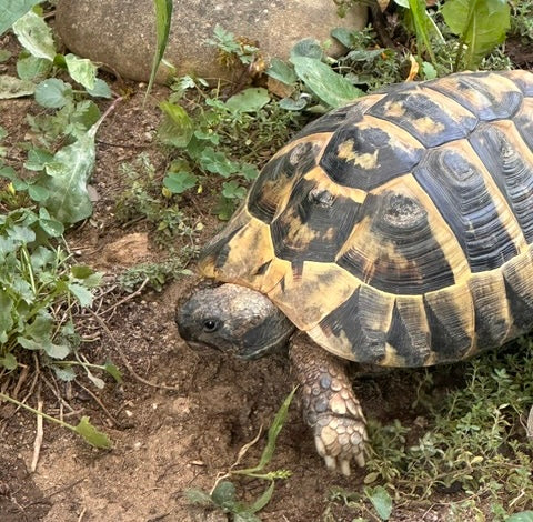 Griechische Landschildkröte männl. 19 Jahre alt