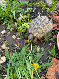 Griechische Landschildkröte testudo hermanni 2006 abzugeben